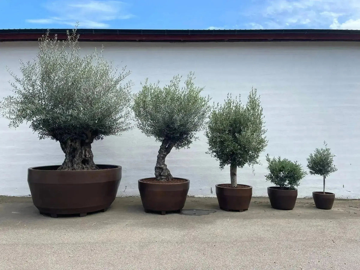 Stor blomsterpotte Ø55 cm | plantekrukke i italiensk design | JUMBO
