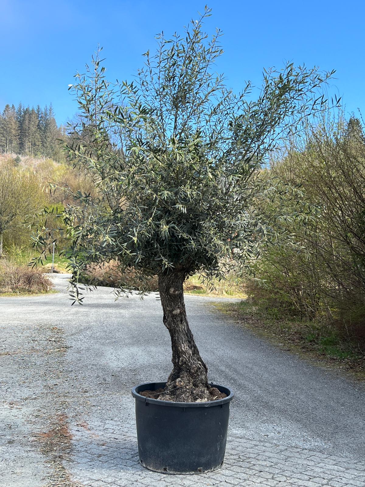 Oliventre | Høyde 250 cm | Stamme omkrets 70 cm | Krone 150 cm | 50 år - 130 L