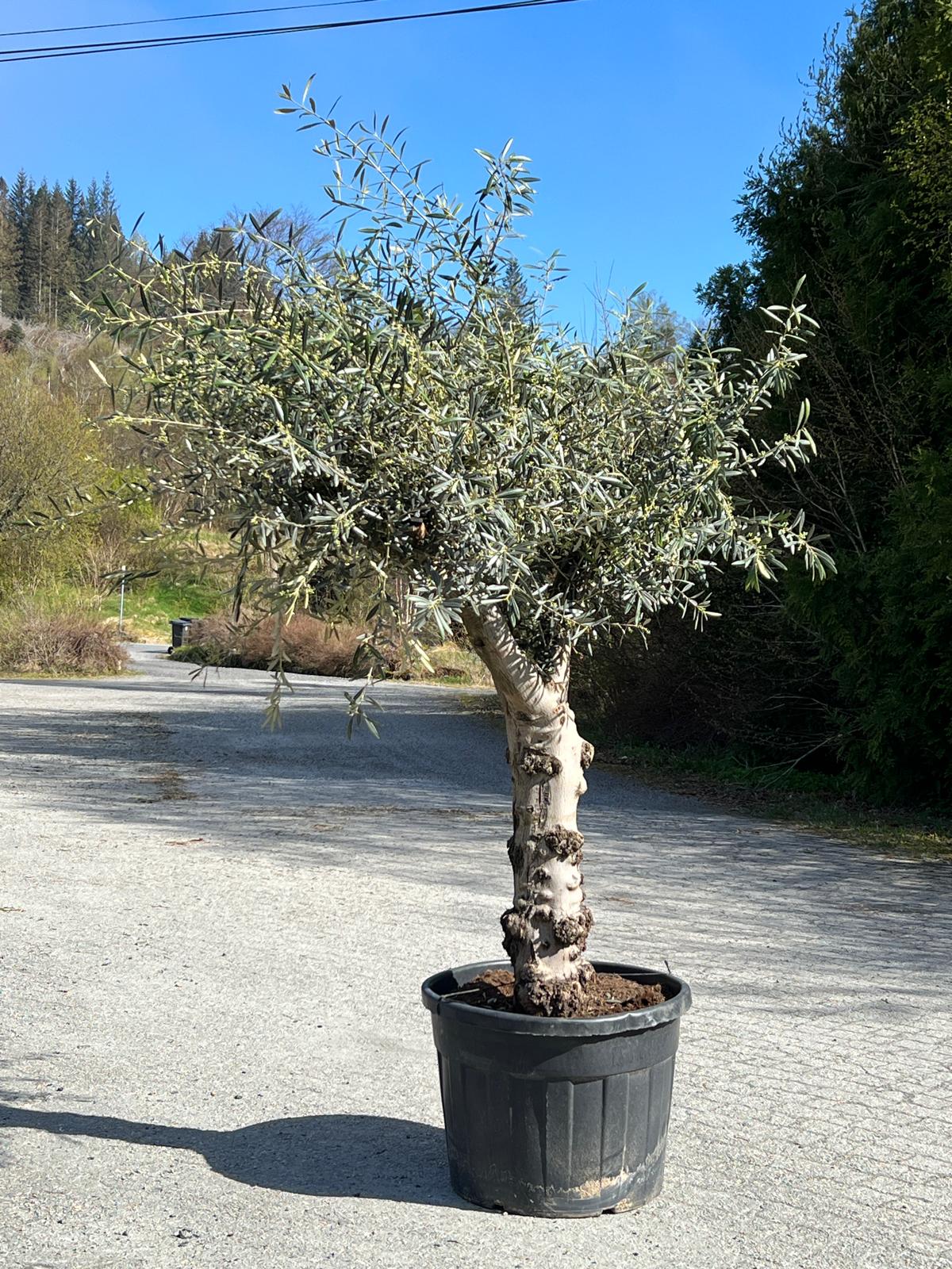 Oliventre | Høyde 230 cm | Stamme omkrets 140 cm | Krone 200 cm | Alder 80 år - 230 L