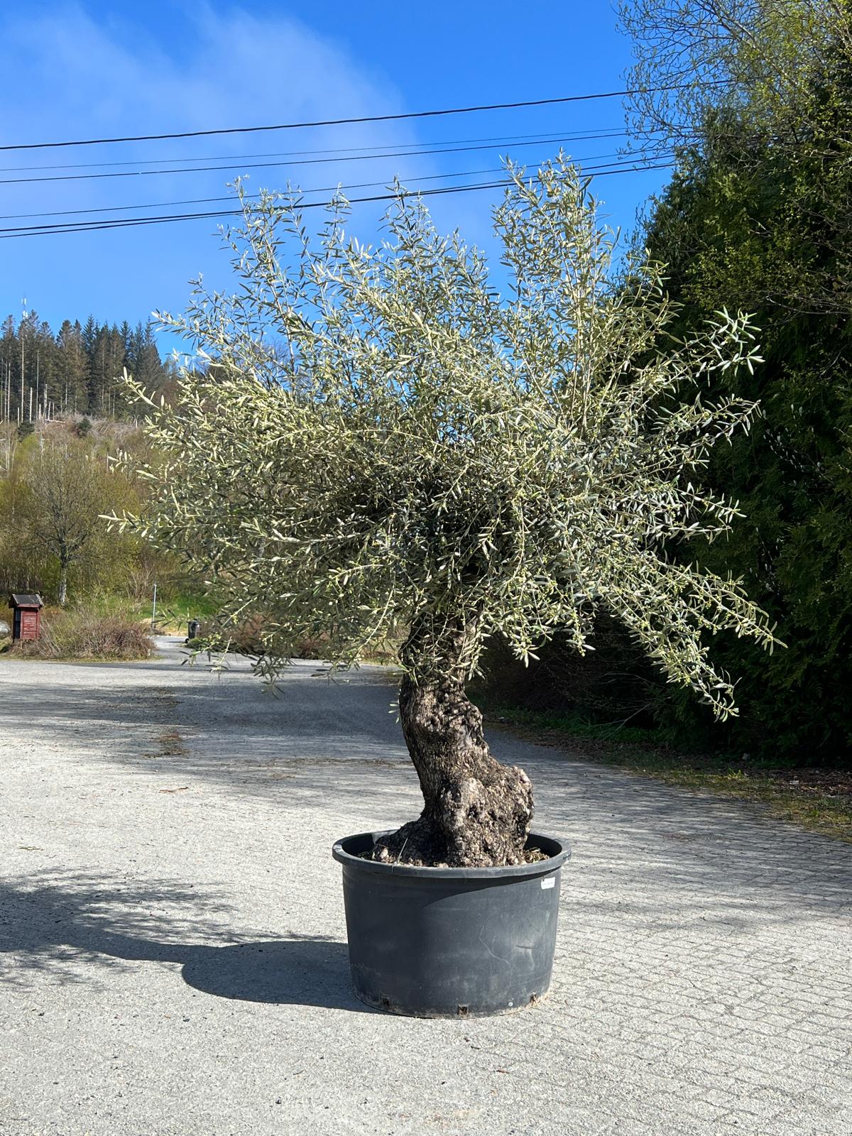 Oliventre | Høyde 300 cm | Stamme omkrets 150 cm | Krone 280 cm | Alder 150 år - 285 L