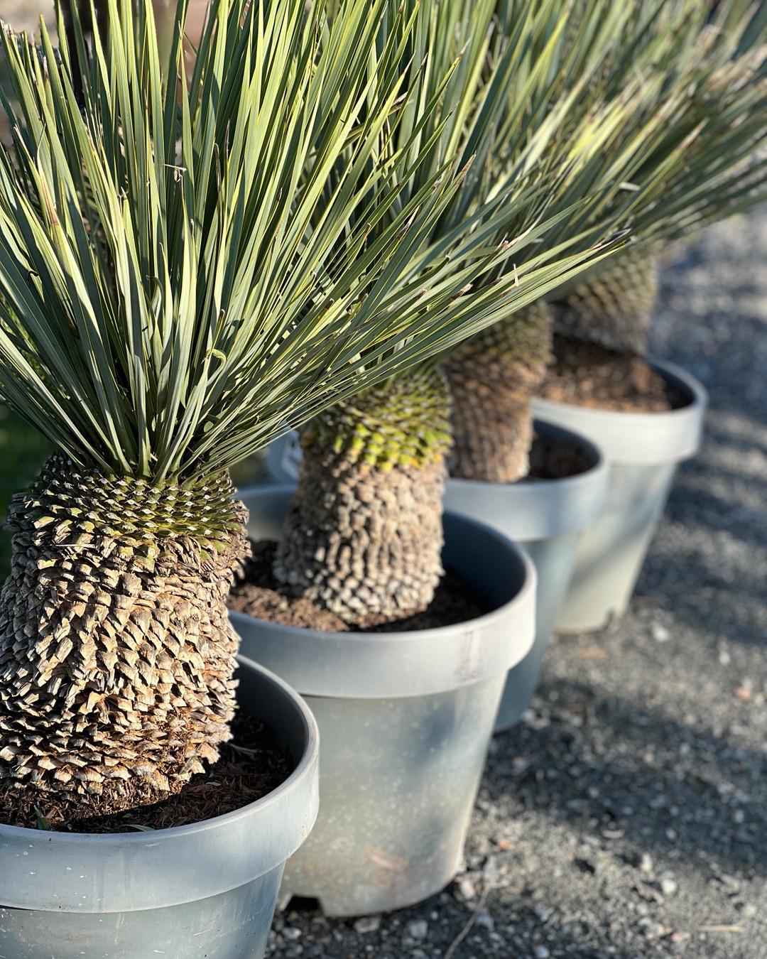 Liten palme | Yucca rostrata | Høyde 80 - 100 cm - 26 L