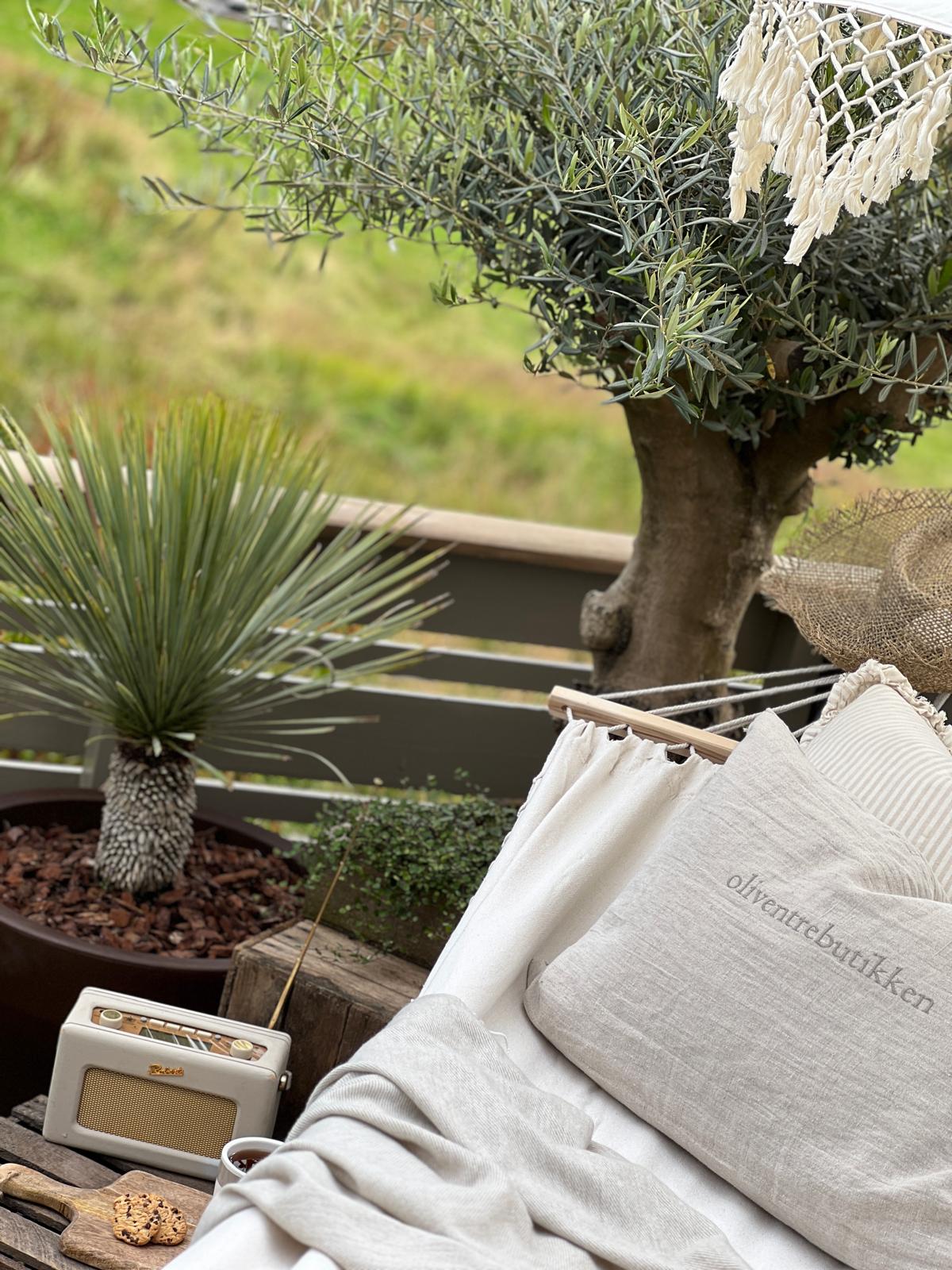 Liten palme | Yucca rostrata | Høyde 50 - 70 cm - 23 L