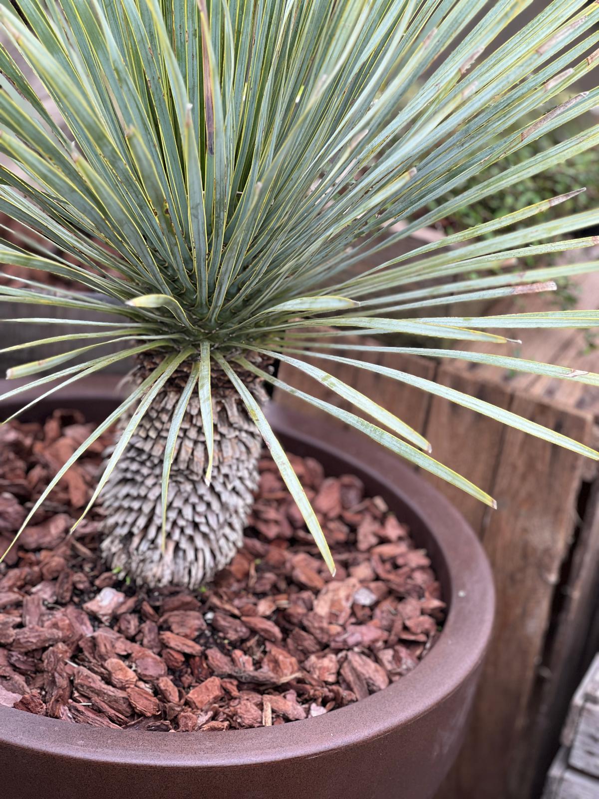 Mellomstor palme | Yucca rostrata | Høyde 80 - 100 cm - 26 L