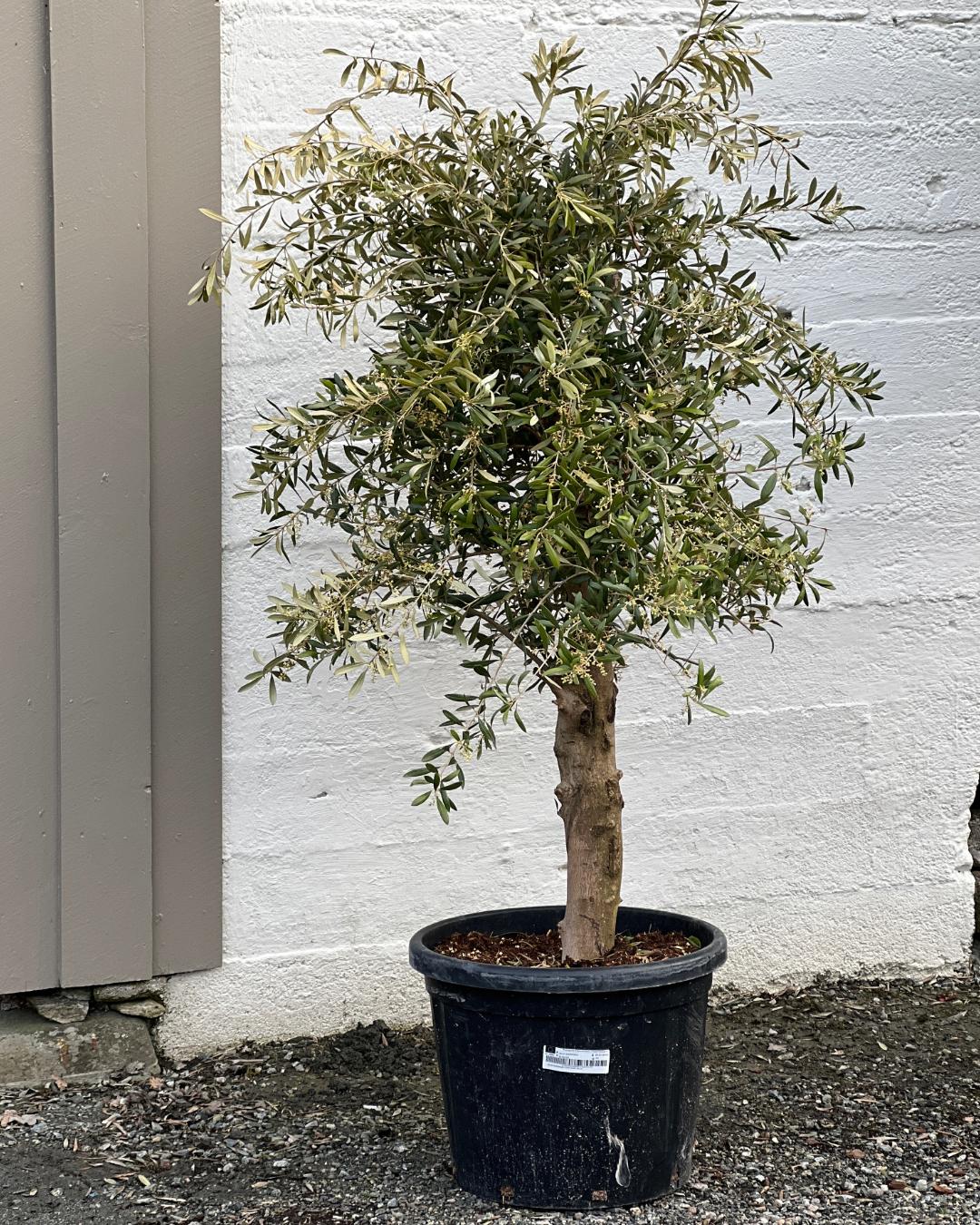 Oliventre – mindre tre – 45 liters potte