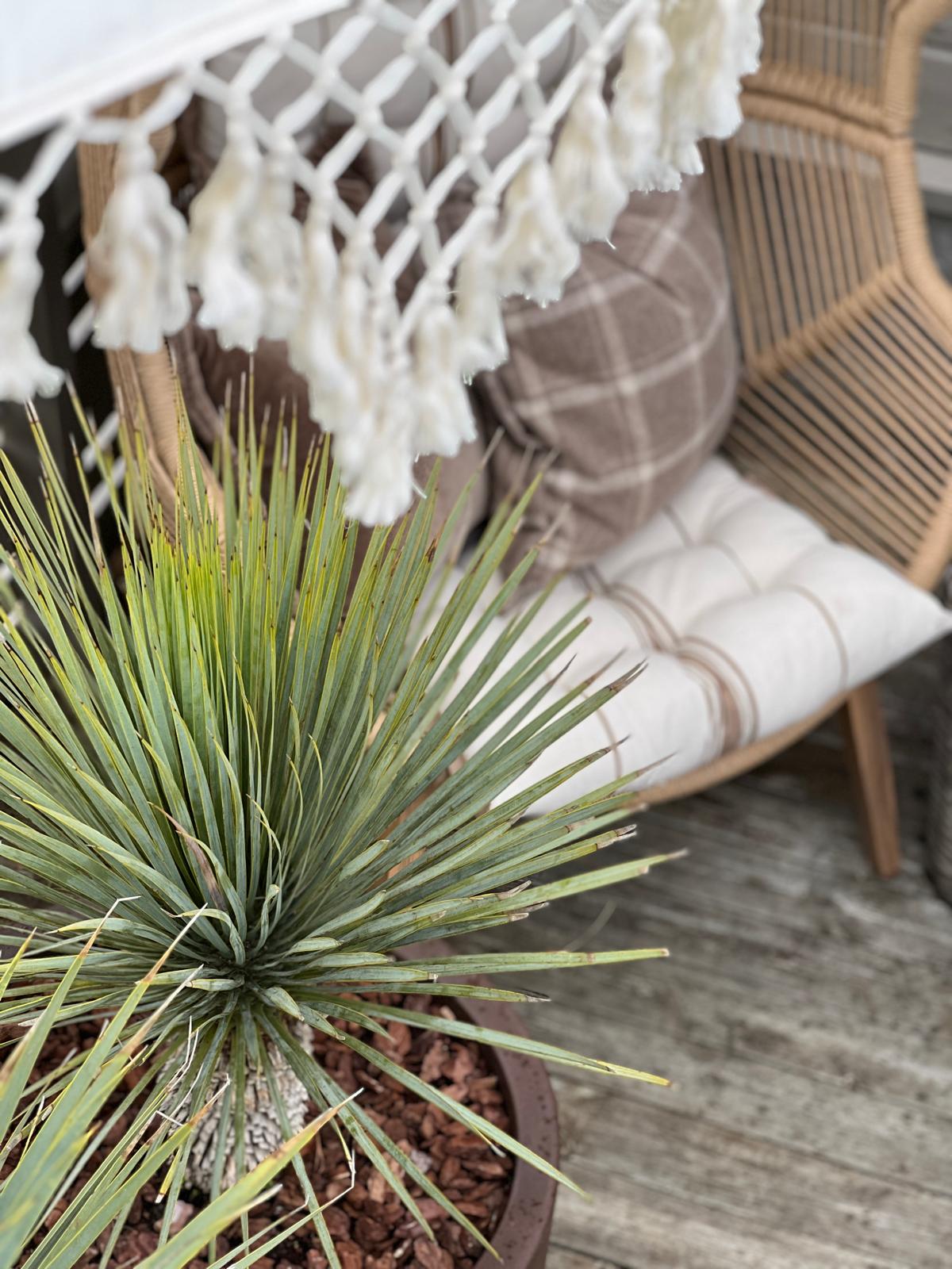 Liten palme | Yucca rostrata | Høyde 50 - 70 cm - 23 L