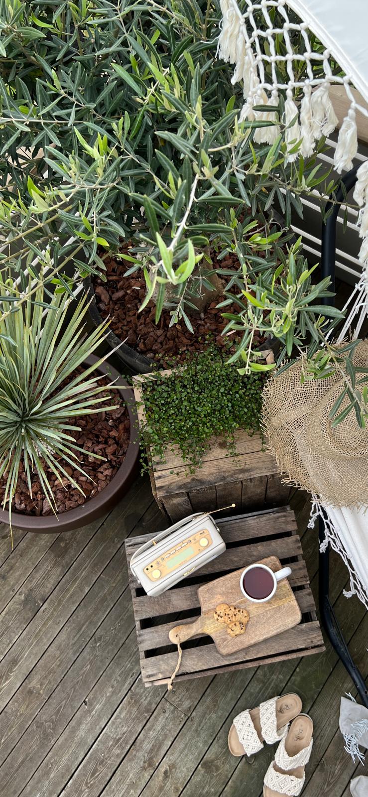 Liten palme | Yucca rostrata | Høyde 50 - 70 cm - 23 L