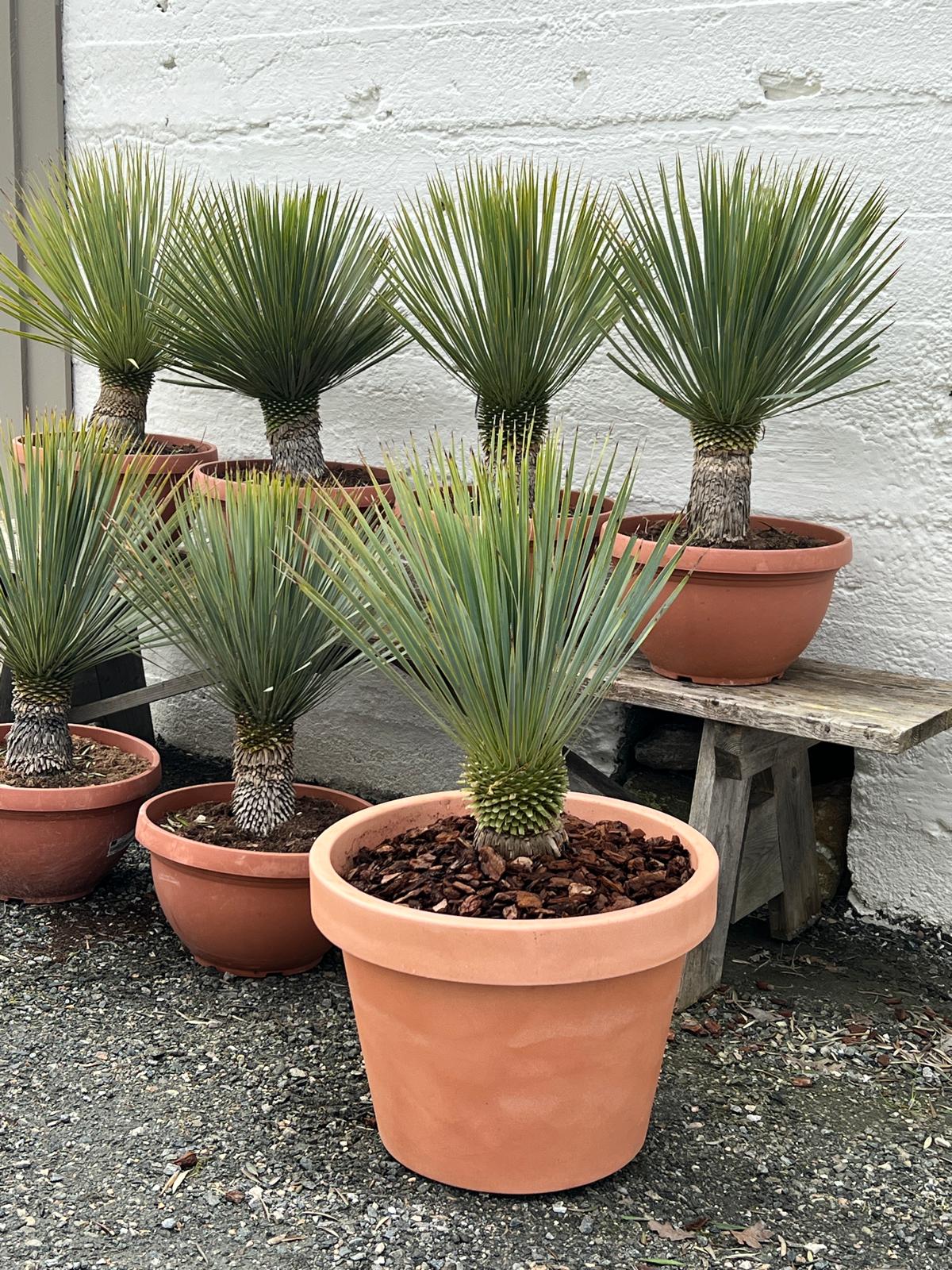 Liten palme | Yucca rostrata | Høyde 50 - 70 cm - 23 L