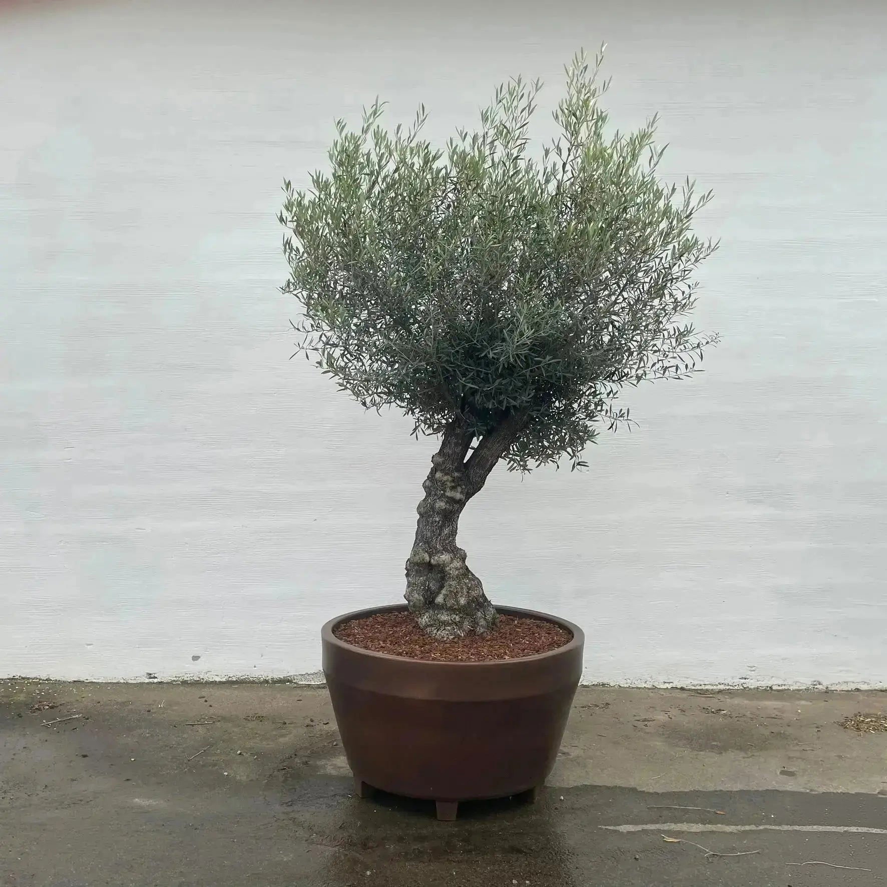 Stor blomsterpotte Ø122 cm | plantekrukke i italiensk design | JUMBO