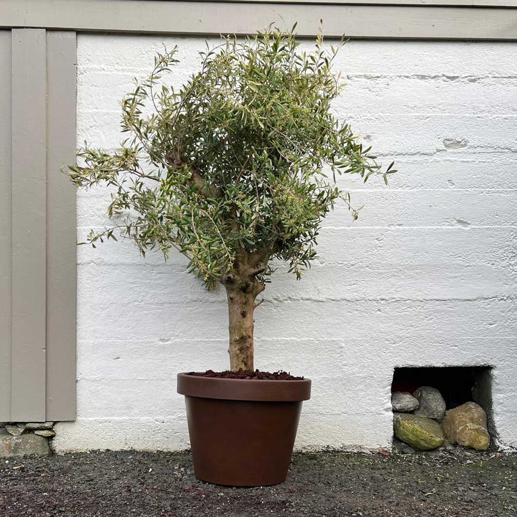 oliventre 45 liter plantet i en Lira 55cm bronsefarget potte