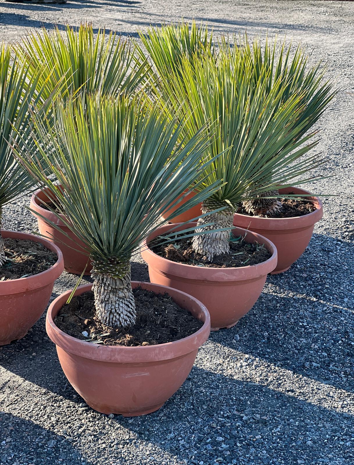 Liten palme | Yucca rostrata | Høyde 50 - 70 cm - 23 L