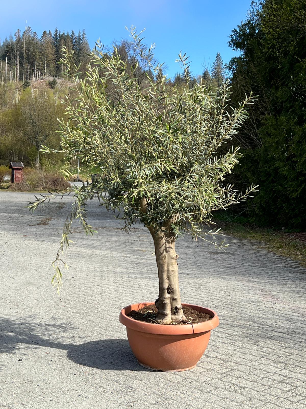 Oliventre | Høyde 220 cm | Stamme omkrets 50 cm | Krone 120 cm | Alder 40 år - 90 L