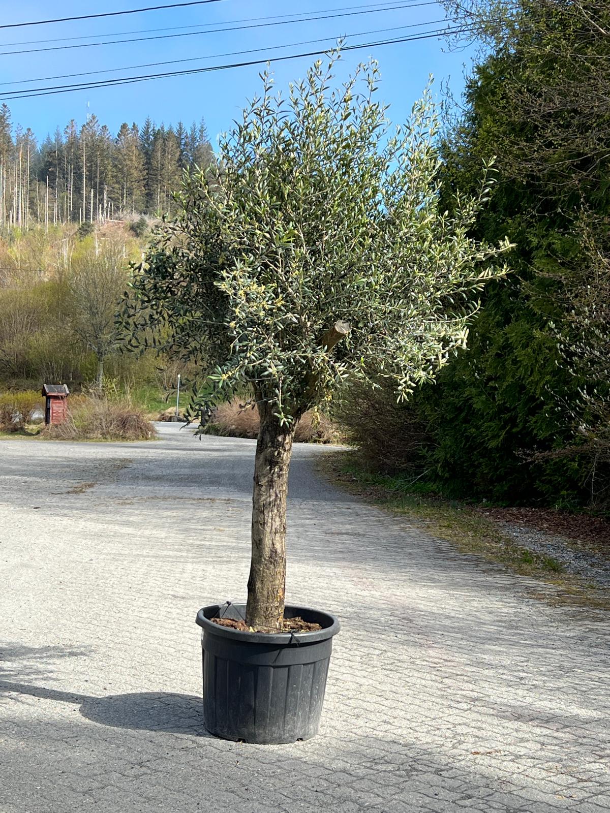 Oliventre | Høyde 230 cm | Stamme omkrets 50 cm | Krone 170 cm | 60 år - 110 L