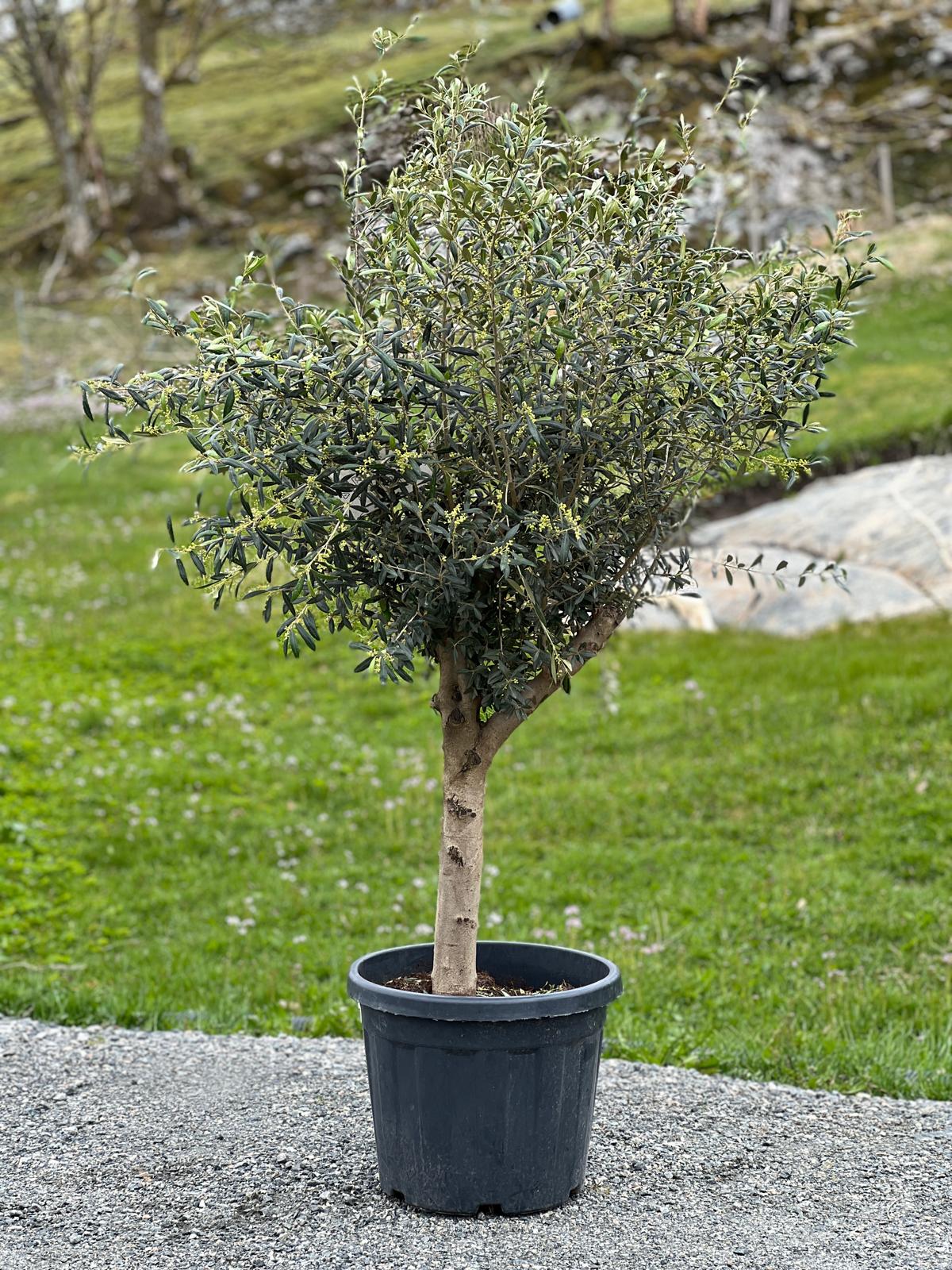 Oliventre | Høyde 180 cm | Stamme omkrets 20 cm | Krone 70 cm | Alder 10 år - 35 L