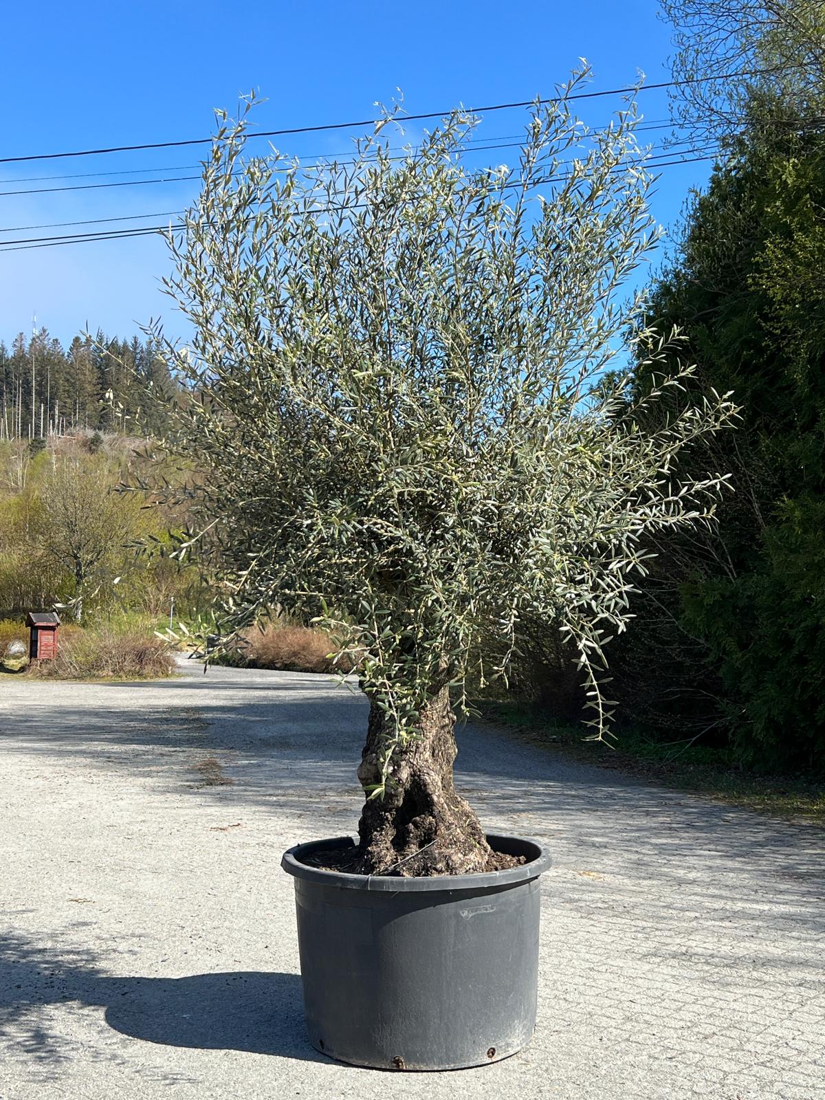 «200 år gammelt oliventre (Olea europaea) med skulpturell stamme og bred krone – ca. 450 cm høyt og 380 cm bred krone, i 375 L potte»