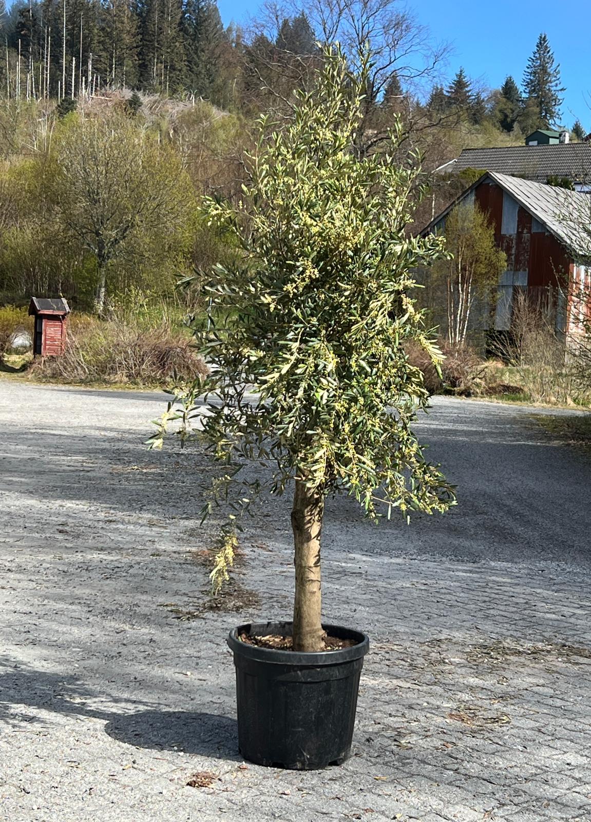 Oliventre | Høyde 230 cm | Stamme omkrets 40 cm | Krone 75 cm | 25 år - 45 L