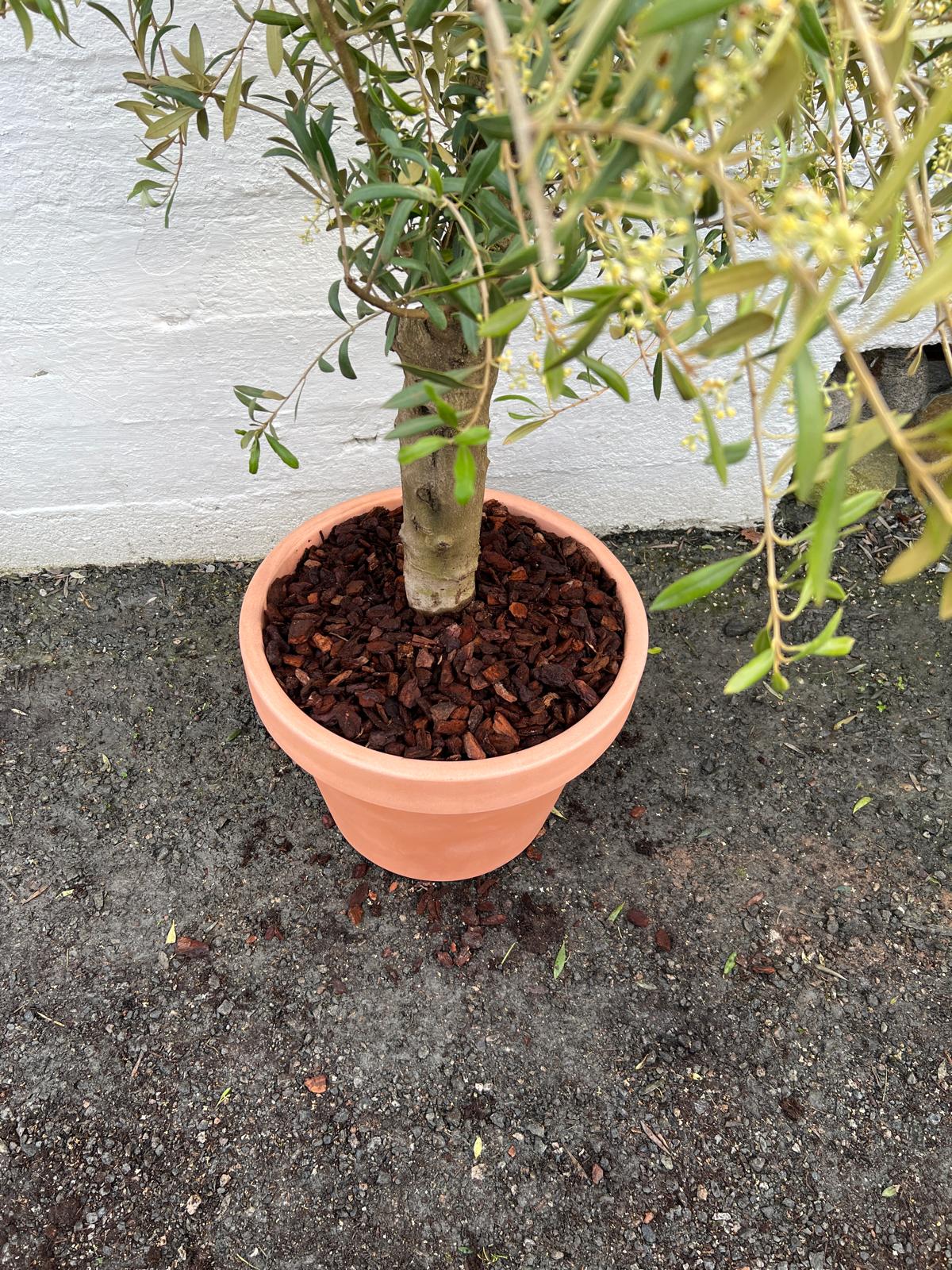 Oliventre 45 liter i Lira 55cm Lys terakotta potte