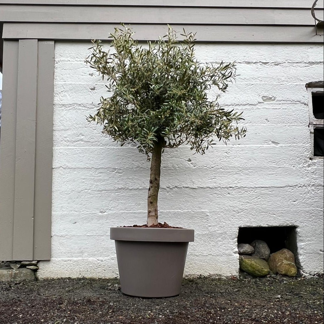 Oliventre 45 liter plantet i Lira 55cm potte i grå 