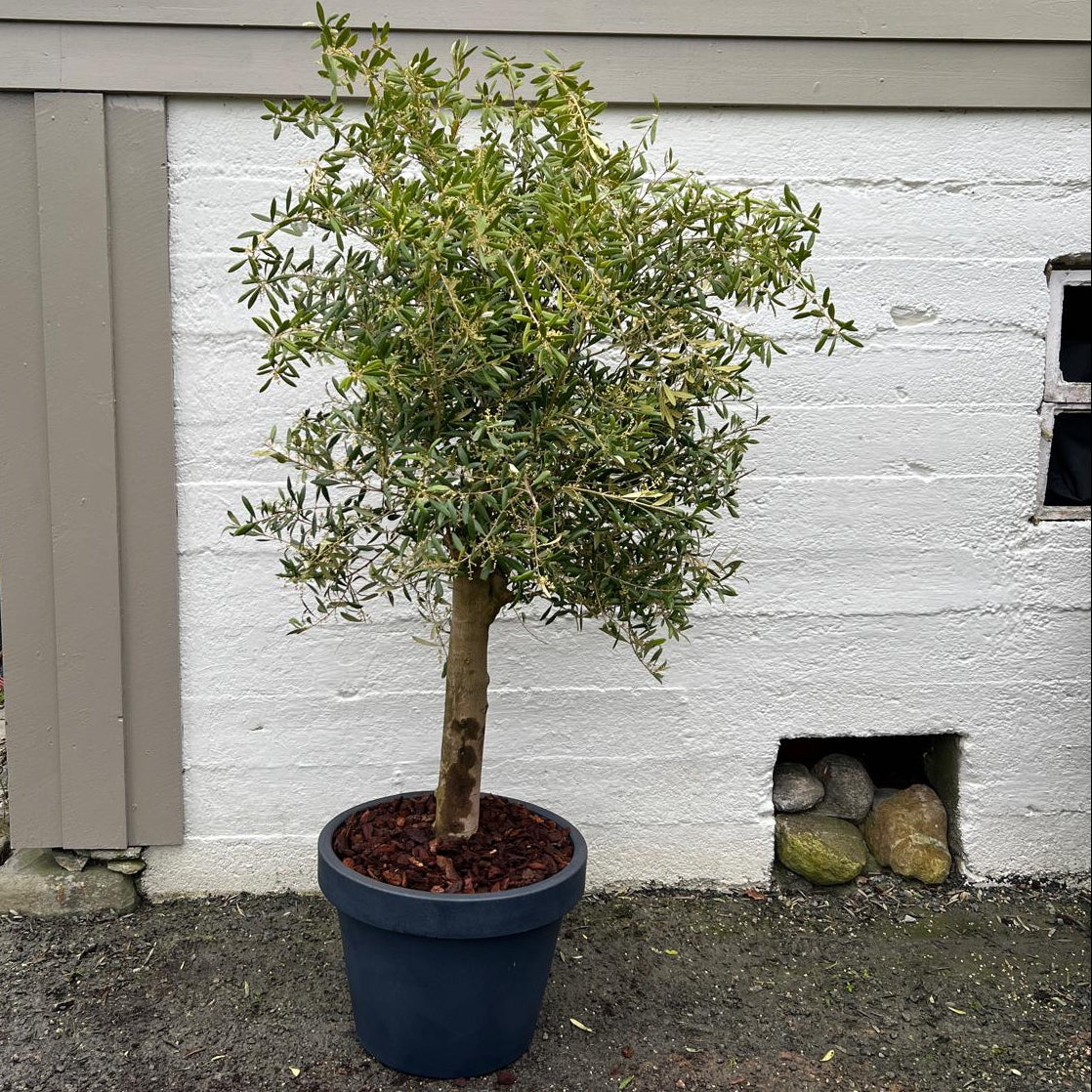 Oliventre 45 liter plantet i en ira 55cm blå potte