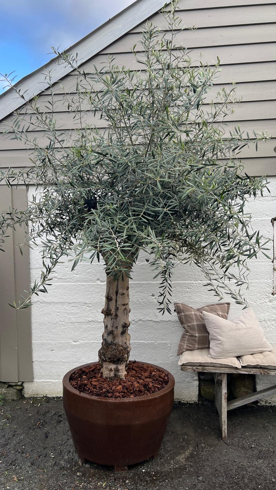Stor blomsterpotte Ø80 cm | plantekrukke i italiensk design | JUMBO