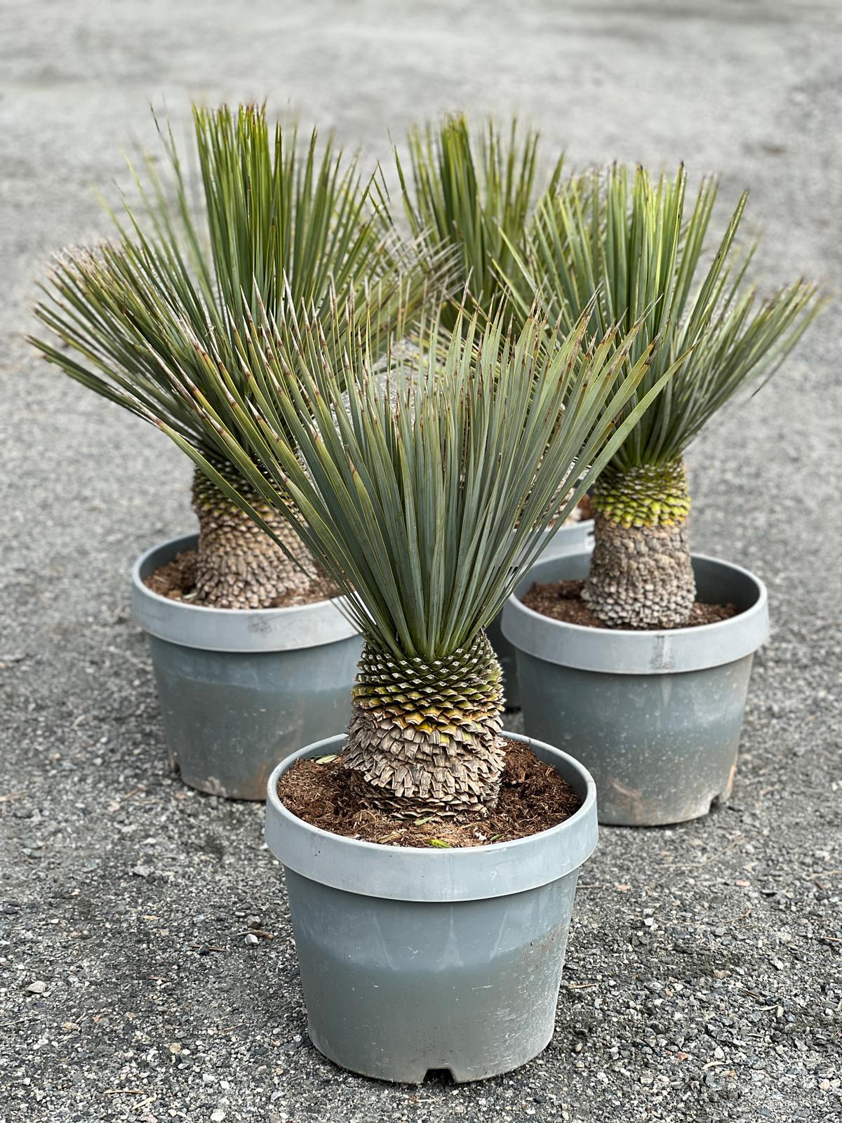 Liten palme | Yucca rostrata | Høyde 80 - 100 cm - 26 L