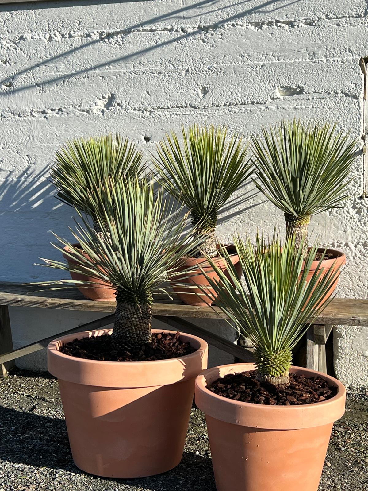 Mellomstor palme | Yucca rostrata | Høyde 80 - 100 cm - 26 L