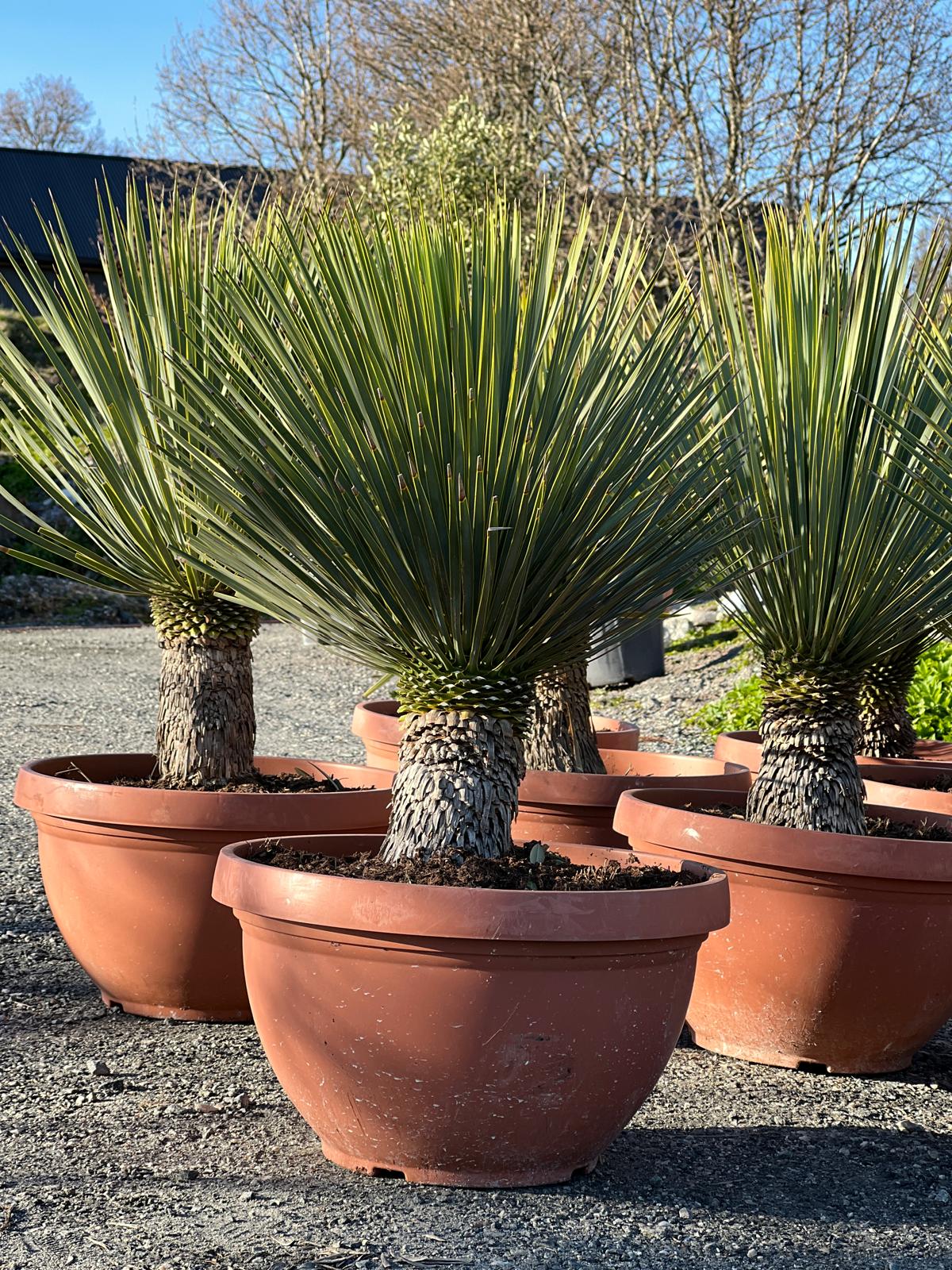 Liten palme | Yucca rostrata | Høyde 50 - 70 cm - 23 L
